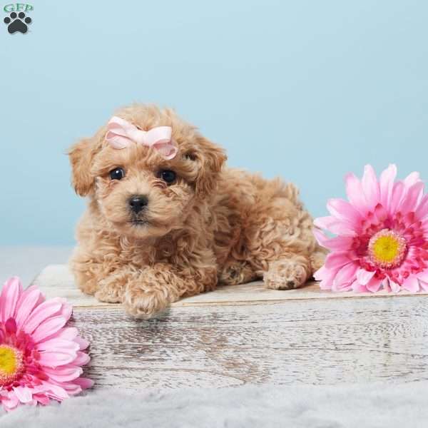 Betsy, Bich-Poo Puppy